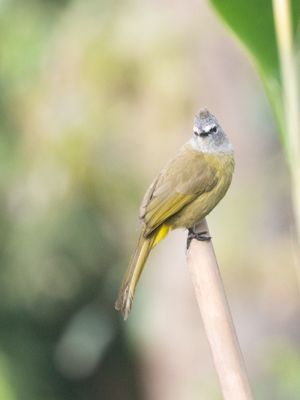 Flavescent Bulbul / Geelwangbuulbuul / Pycnonotus flavescens