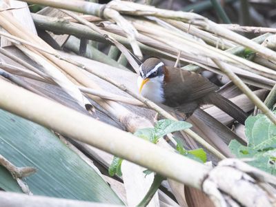 White-browed Scimitar Babbler / Witbrauwkruiplijster / Pomatorhinus schisticeps