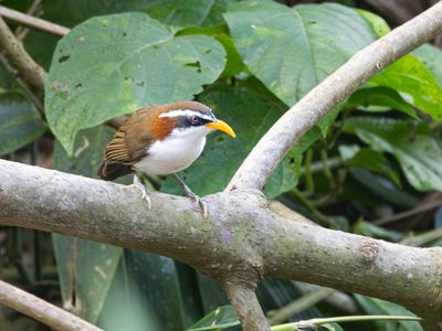 White-browed Scimitar Babbler / Witbrauwkruiplijster / Pomatorhinus schisticeps