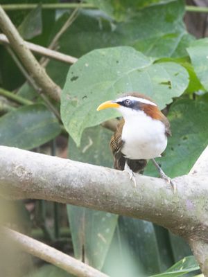 White-browed Scimitar Babbler / Witbrauwkruiplijster / Pomatorhinus schisticeps