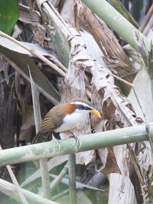 White-browed Scimitar Babbler / Witbrauwkruiplijster / Pomatorhinus schisticeps