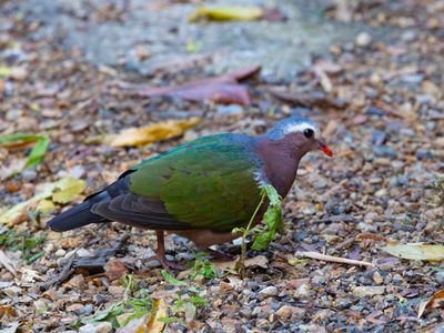 Common Emerald Dove / Smaragdduif / Chalcophaps indica