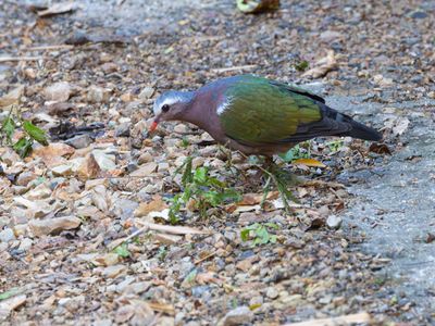 Common Emerald Dove / Smaragdduif / Chalcophaps indica