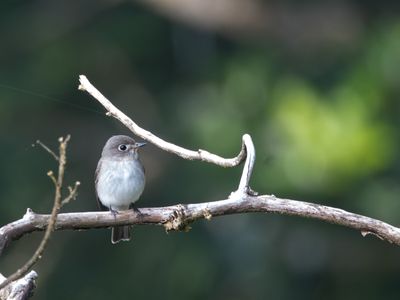 Asian Brown Flycatcher / Bruine Vliegenvanger / Muscicapa dauurica
