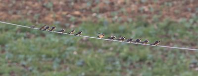 African Red-rumped Swallow / Afrikaanse Roodstuitzwaluw / Cecropis melanocrissus