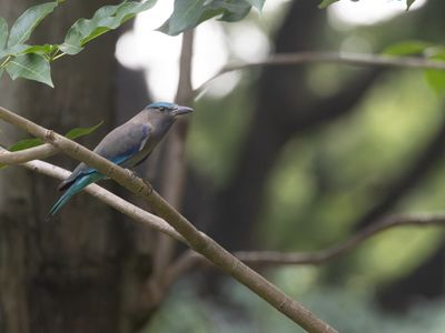 Indochinese Roller / Indochinese Scharrelaar / Coracias affinis