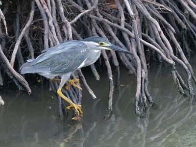 Little heron / Mangrove Reiger / Butorides atricapilla