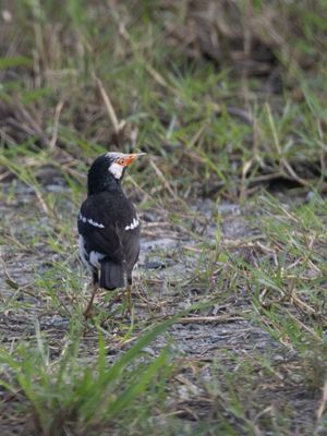 Siamese Pied Myna / Siamese Eksterspreeuw / Gracupica contra