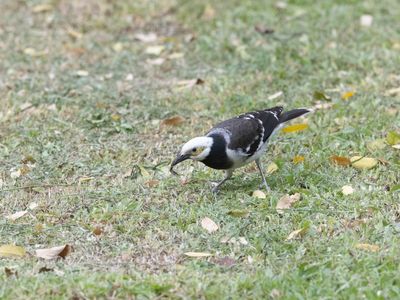 Siamese Pied Myna / Siamese Eksterspreeuw / Gracupica contra