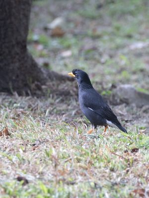 Great Myna / Grote maina / Acridotheres grandis