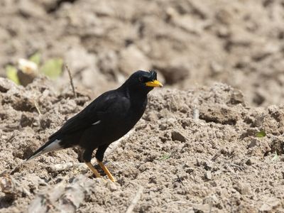 Great Myna / Grote maina / Acridotheres grandis