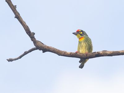 Coppersmith Barbet / Kopersmid / Psilopogon haemacephalus