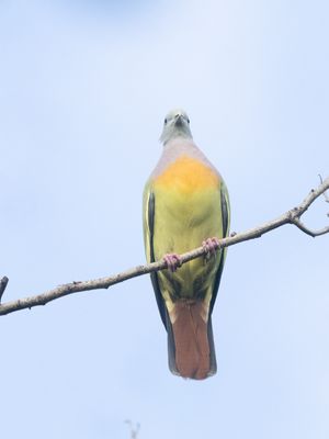 Pink-necked Green Pigeon / Maleise Papegaaiduif / Treron vernans