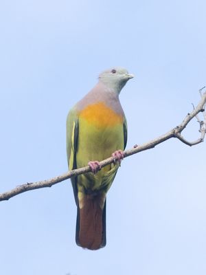 Pink-necked Green Pigeon / Maleise Papegaaiduif / Treron vernans