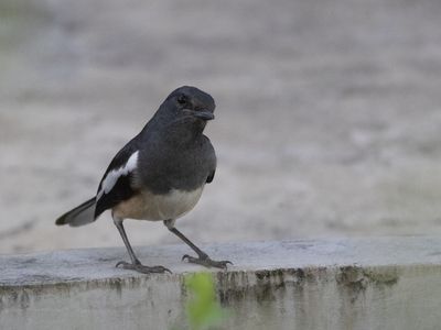 Oriental Magpie-Robin / Dayallijster / Copsychus saularis