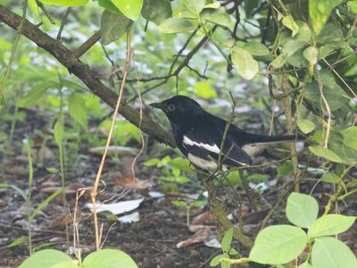 Oriental Magpie-Robin / Dayallijster / Copsychus saularis