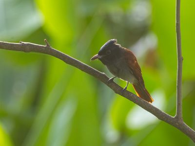 Blyth's Paradise Flycatcher / Orientaalse Paradijsmonarch / Terpsiphone affinis