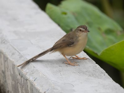 Plain Prinia / Witteugelprinia / Prinia inornata