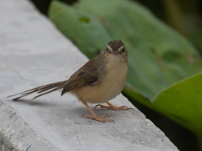 Plain Prinia / Witteugelprinia / Prinia inornata