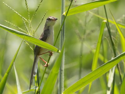 Plain Prinia / Witteugelprinia / Prinia inornata