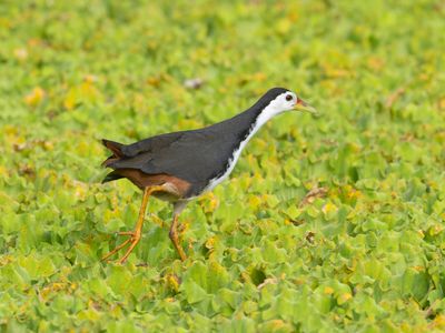 White-breasted Waterhen / Witborstwaterhoen / Amaurornis phoenicurus