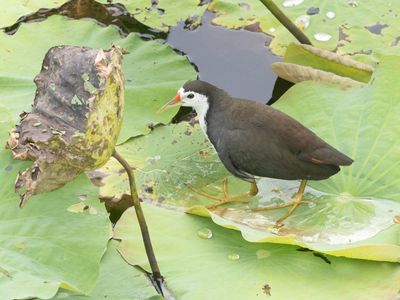 White-breasted Waterhen / Witborstwaterhoen / Amaurornis phoenicurus