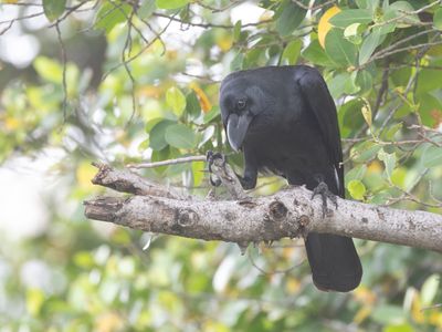 Large-billed Crow / Dikbekkraai / Corvus macrorhynchos