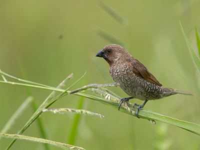Scaly-breasted Munia / Muskaatvink / Lonchura punctulata