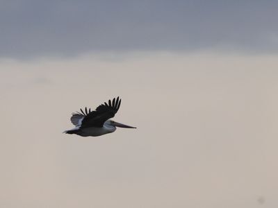 Spot-billed Pelican / Grijze Pelikaan / Pelecanus philippensis