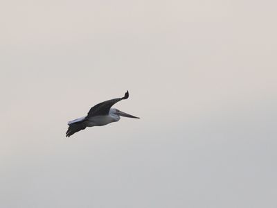 Spot-billed Pelican / Grijze Pelikaan / Pelecanus philippensis
