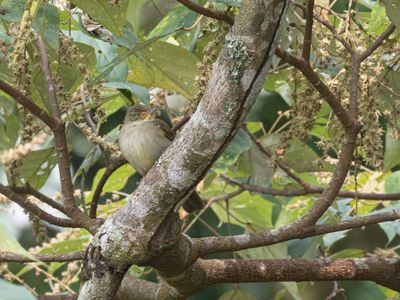 Olive Bulbul / Birmese Buulbuul / Iole viridescens