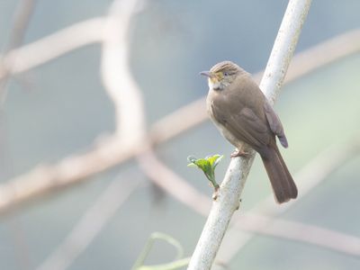 Flavescent Bulbul / Geelwangbuulbuul / Pycnonotus flavescens