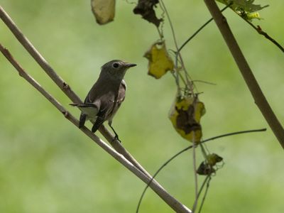 Taiga Flycatcher / Taigavliegenvanger / Ficedula albicilla