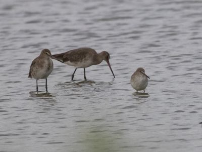 Black-tailed Godwit / Grutto / Limosa limosa