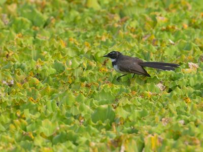 Malaysian Pied Fantail / Maleise Bonte Waaierstaart / Rhipidura javanica