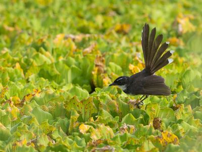 Malaysian Pied Fantail / Maleise Bonte Waaierstaart / Rhipidura javanica