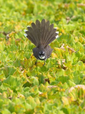 Malaysian Pied Fantail / Maleise Bonte Waaierstaart / Rhipidura javanica