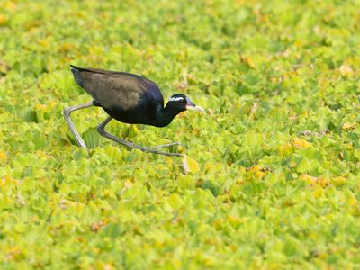 Bronze-winged Jacana / Bronsvleugeljacana / Metopidius indicus