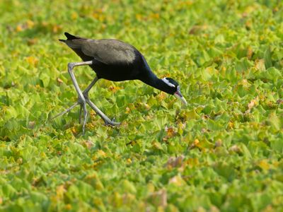 Bronze-winged Jacana / Bronsvleugeljacana / Metopidius indicus