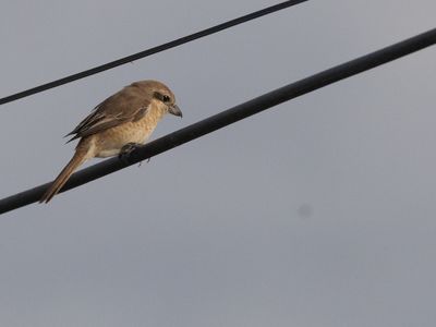 Brown Shrike / Bruine klauwier / Lanius cristatus