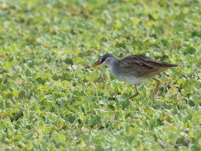 White-browed Crake / Wenkbrauwral / Poliolimnas cinereus