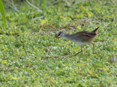 White-browed Crake / Wenkbrauwral / Poliolimnas cinereus
