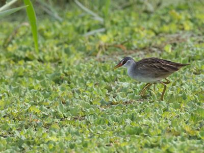 White-browed Crake / Wenkbrauwral / Poliolimnas cinereus