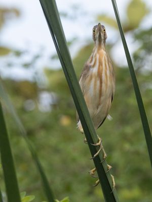 Yellow Bittern / Chinese Woudaap / Botaurus sinensis