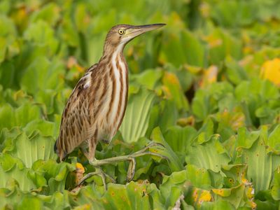 Yellow Bittern / Chinese Woudaap / Botaurus sinensis