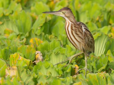 Yellow Bittern / Chinese Woudaap / Botaurus sinensis