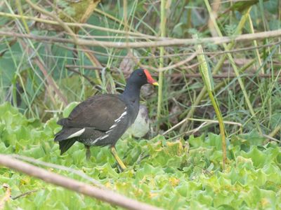 Common Moorhen / Waterhoen / Gallinula chloropus