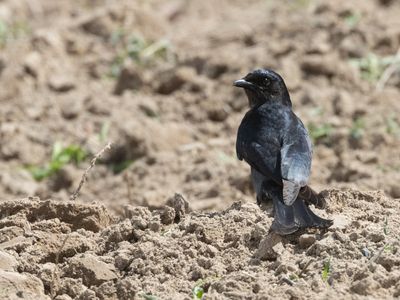 Black Drongo / Koningsdrongo / Dicrurus macrocercus