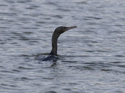 Indian Cormorant / Indische Aalscholver / Phalacrocorax fuscicollis