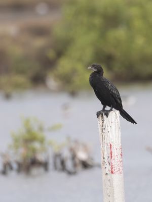 Indian Cormorant / Indische Aalscholver / Phalacrocorax fuscicollis